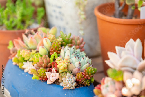 多肉植物の寄せ植え