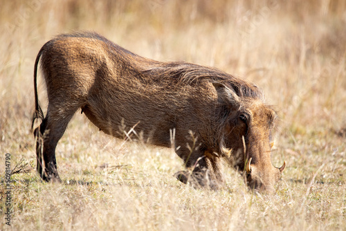 Canvas-taulu Pumba, a Warthog feeding in the African savannah of the Pilanesberg National Park in South Africa, is one of the most desirable herbivorous animals to see on safari