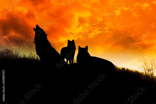 pack of wolves at sunset