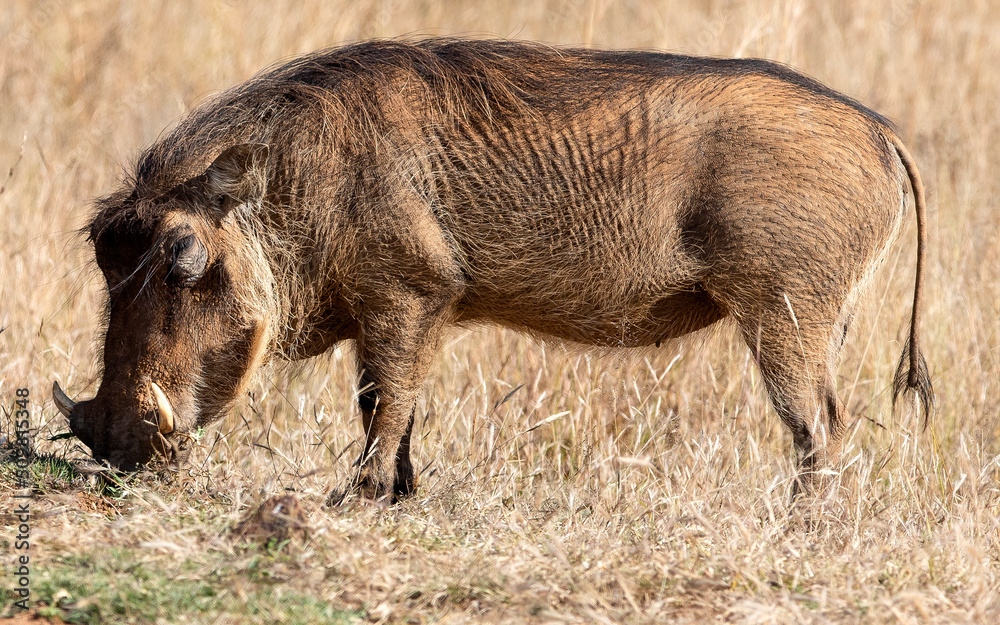 Warthog eating in the African savannah grasslands of the Pilanesberg National Park in South Africa, this animal, also known as pumbaa, is one of the stars of African safaris. Warthog eating in the African savannah grasslands of the Pilanesberg National Park in South Africa, this animal, also known as pumbaa, is one of the stars of African safaris.