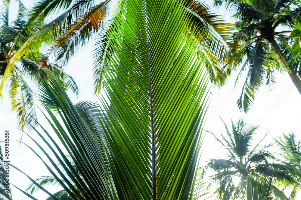 coconut trees on tropical island in summer coconut trees on tropical island in summer
