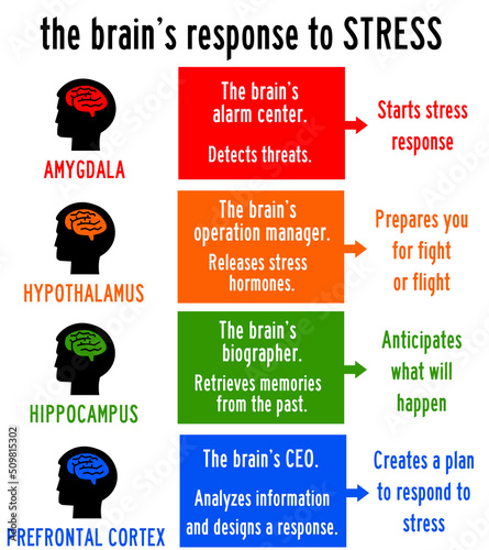 brain stress reponse photo