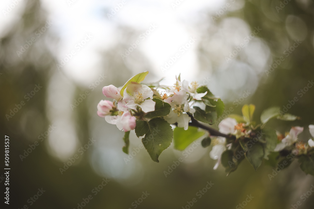 spring background with white flowers and apple leaves. Blur spring blossom background. spring background with white flowers and apple leaves. Blur spring blossom background.