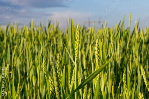 green wheat grows in the field