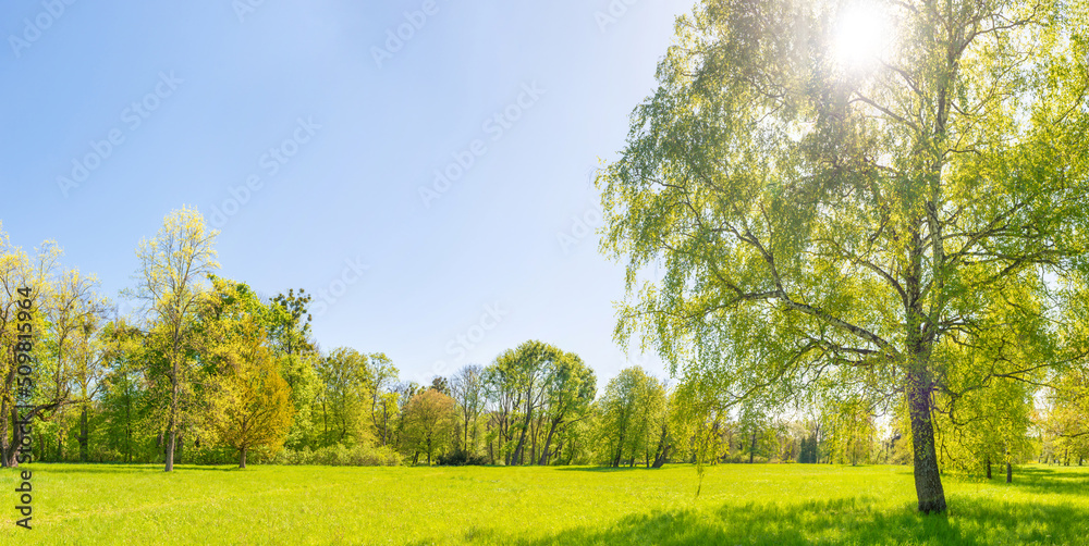 Green trees in spring park forest with green leaves, green grass and blue sky