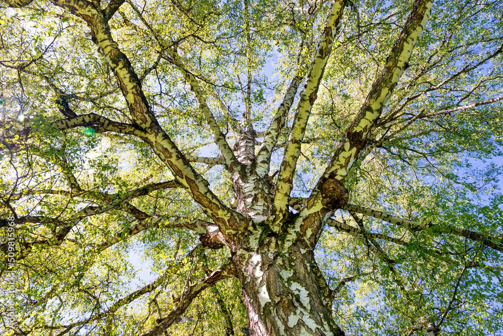 Big birch tree top with green leaves and sun light