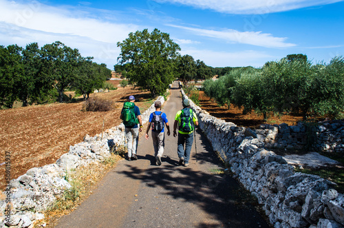 Pellegrini in cammino lungo la Via Peuceta del Cammino Materano fra ulivi e muretti a secco photo