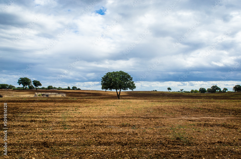 Un albero isolato nella campagna pugliese lungo il Cammino Materano in una giornata nuvolosa