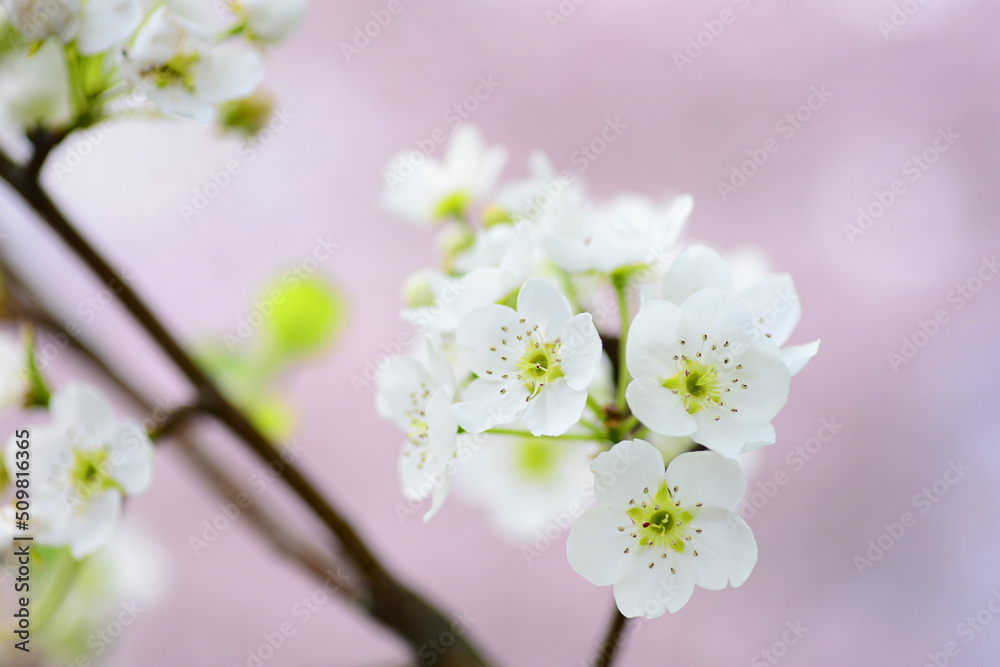 梨の花 梨の花