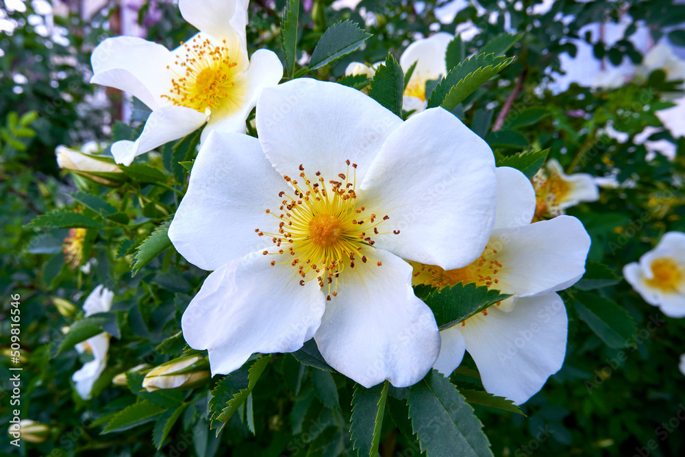 Blooming flower with white petals in spring garden