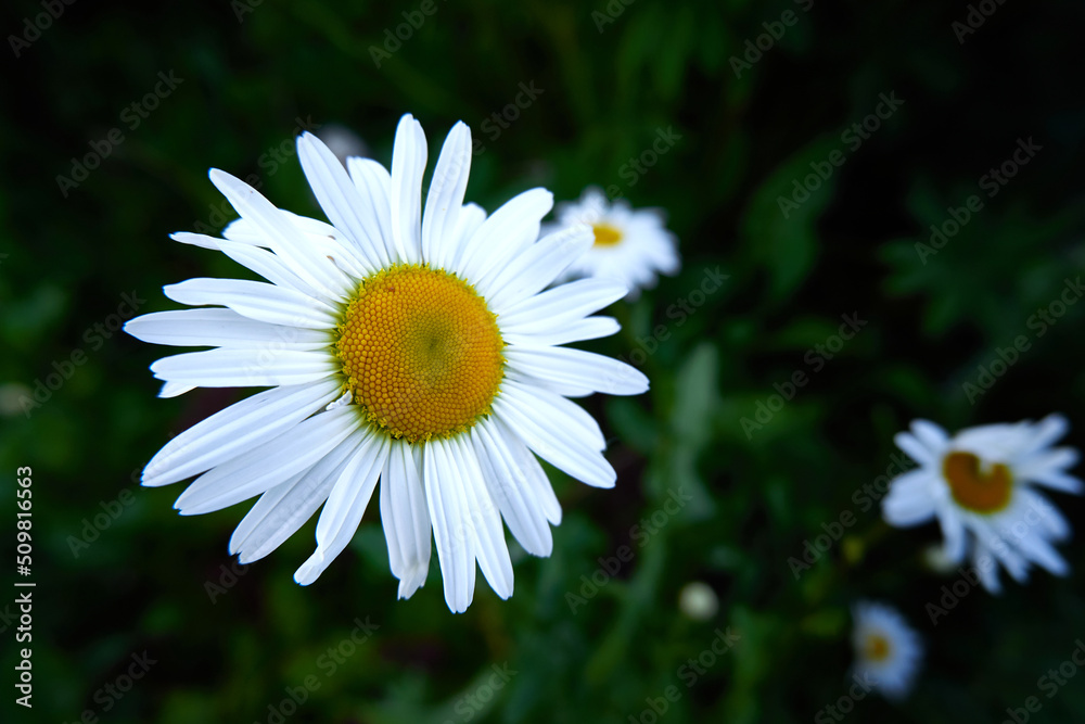 White blooming chamomile on green grass background White blooming chamomile on green grass background