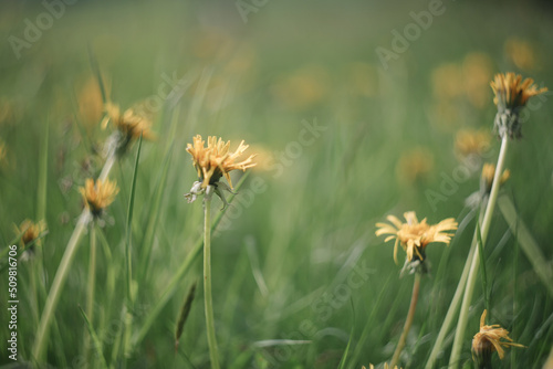 Yellow bright flowers dandelions on background of green meadows. Spring and summer background