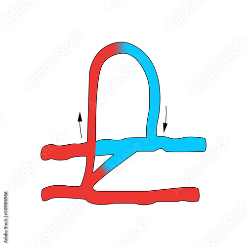 Circulation, Components of the microcirculation. Flat illustration photo