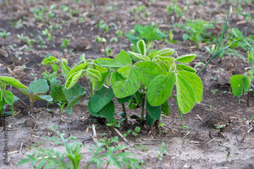 green soybeans sprout in the field