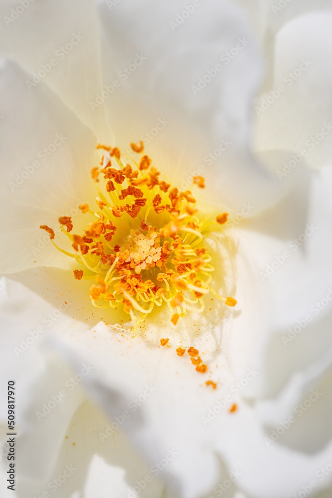 Obraz premium Beautiful flower close-up