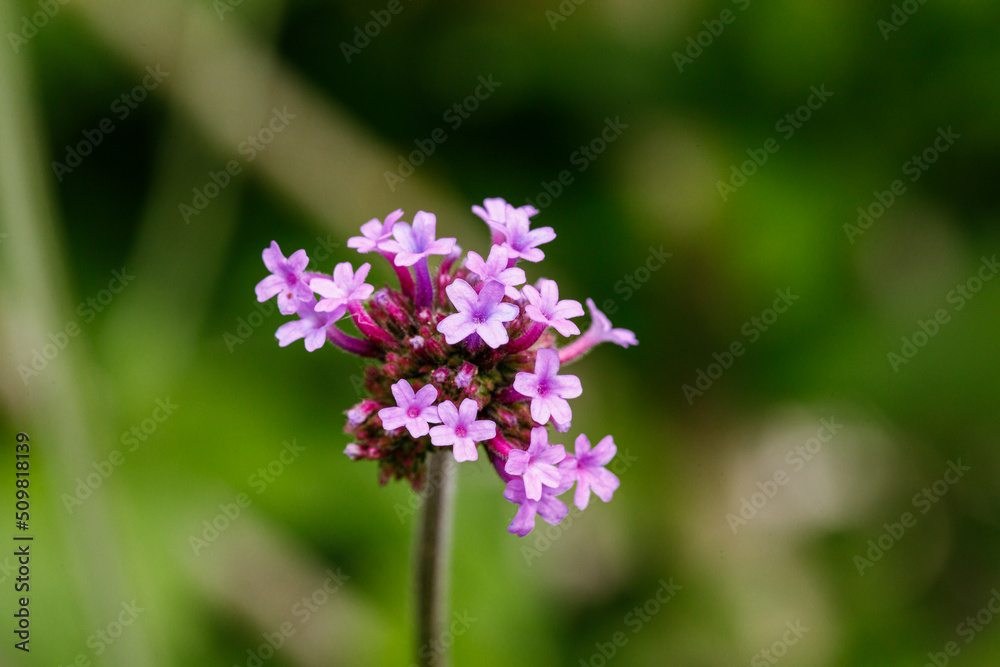 Beautiful flower close-up