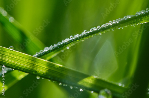 Drops of rain or dew on grass on a green grasson a blurred background. Natural background. Blur background of green grass with dew drops on meadow. Shallow depth of field. Focus on central drops