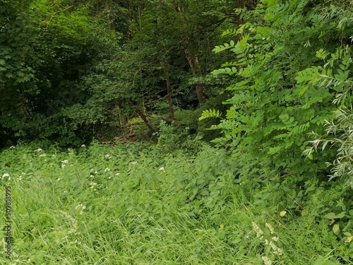 Fototapeta Naklejka Na Ścianę i Meble -  green moss in the forest