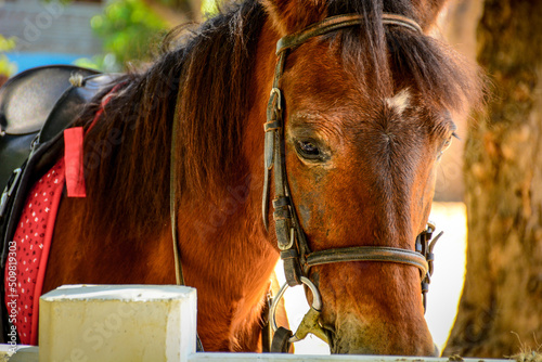 portrait of a horse