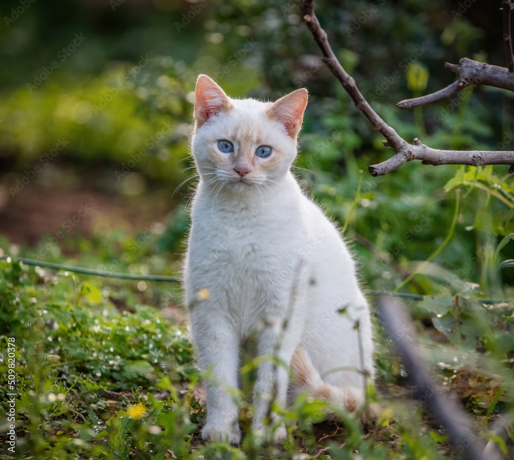 Some of the best cat photos taken over a couple of years ranging from different cat breeds. Some of the best cat photos taken over a couple of years ranging from different cat breeds.