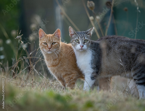 Wallpaper Mural Some of the best cat photos taken over a couple of years ranging from different cat breeds. Torontodigital.ca