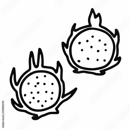 Doodle ripe dragon fruit. Outline pitahaya isolated on white background. Hand-drawn line Pitaya fruit. Symbol of summer, healthy raw food, exotic food. Fresh cute tropical print. Vector illustration