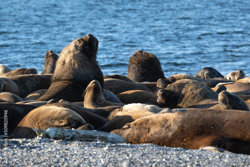several sea lions