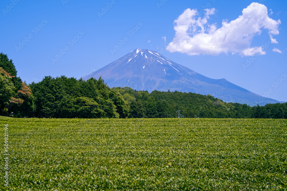 Fototapeta premium Fresh green tea field in a spring morning with Mt Fuji in the background. Best spot photo in Shizuoka, japan