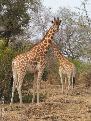 des girafes sauvages en Afrique