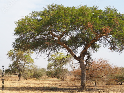 paysage sauvage dans le Sahel Africain