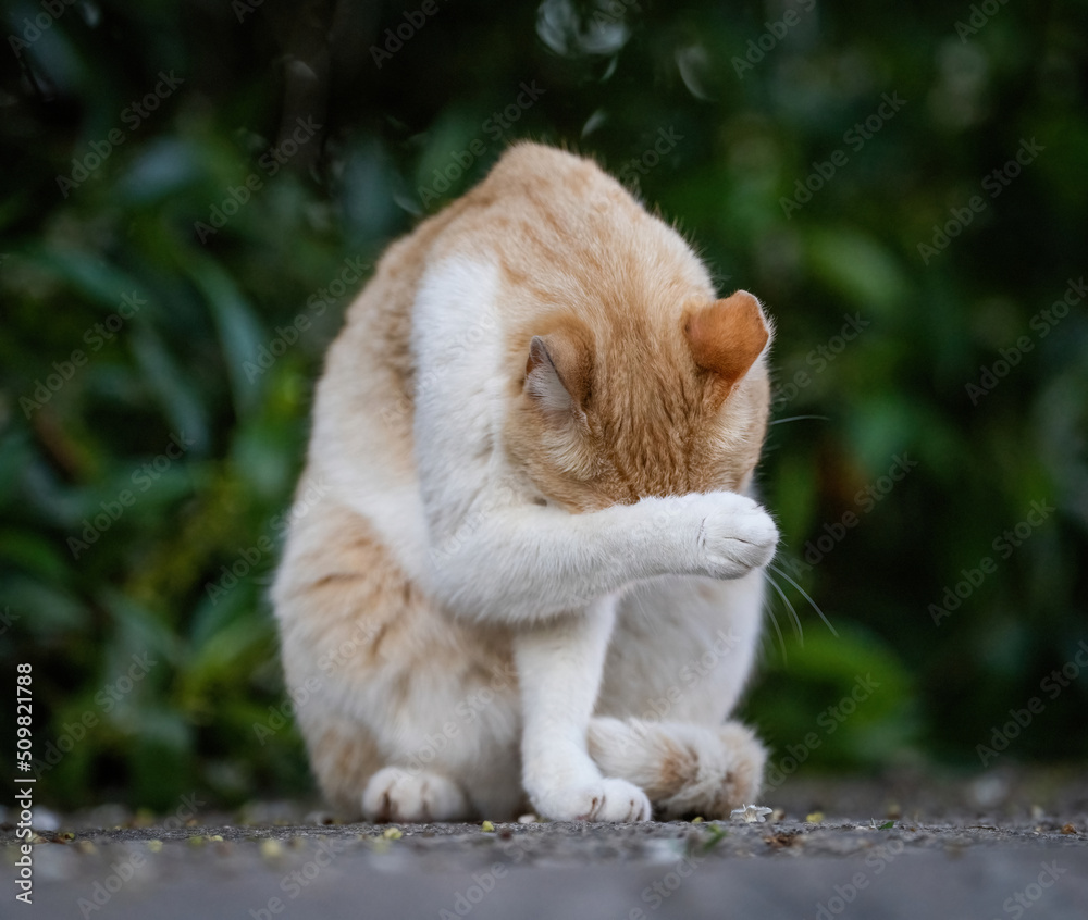 Here are my best cat photos taken over the last couple of years with different lenses such as the Sony 135mm F/1.8 and the Sony 70-200mm F/2.8 Here are my best cat photos taken over the last couple of years with different lenses such as the Sony 135mm F/1.8 and the Sony 70-200mm F/2.8