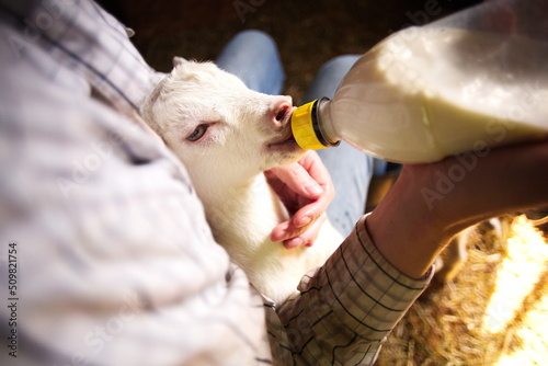 Bottle feeding a baby goat on a small farm in Ontario, Canada.