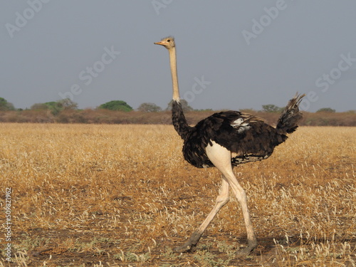 Foto Des autruches sauvages en Afrique