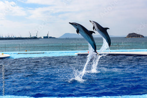 四国水族館でジャンプする二頭のイルカ photo
