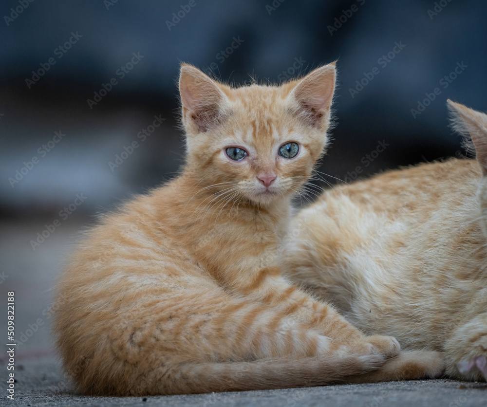 Here are my best cat photos taken over the last couple of years with different lenses such as the Sony 135mm F/1.8 and the Sony 70-200mm F/2.8 Here are my best cat photos taken over the last couple of years with different lenses such as the Sony 135mm F/1.8 and the Sony 70-200mm F/2.8