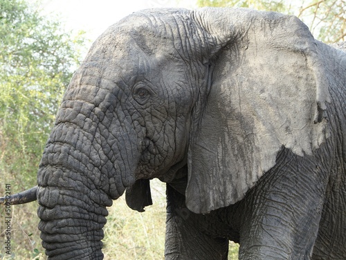 un éléphant en liberté dans une réserve en Afrique