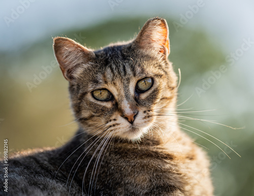 Here are my best cat photos taken over the last couple of years with different lenses such as the Sony 135mm F/1.8 and the Sony 70-200mm F/2.8