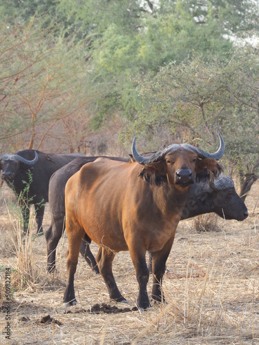 Fototapeta Naklejka Na Ścianę i Meble -  Un troupeau de buffles dans la savane africaine