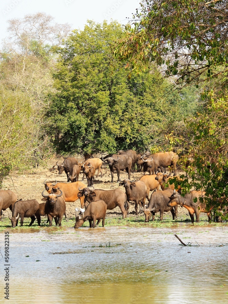 Obraz premium Un troupeau de buffles dans la savane africaine