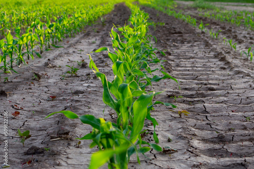 Little corn in the field