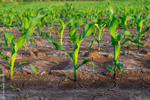 Little corn in the field