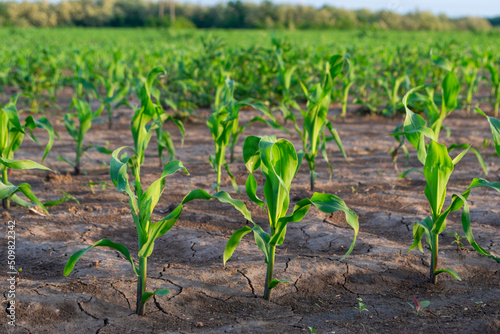 Little corn in the field