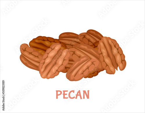 Pile of pecan. Peeled nuts and seeds isolated on white. Vector illustration of healthy food in cartoon flat style.