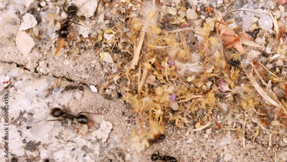 Busy colony of black ants looking for food and other resources, very close up view, macro shot in 4k. Busy colony of black ants looking for food and other resources, very close up view, macro shot in 4k.