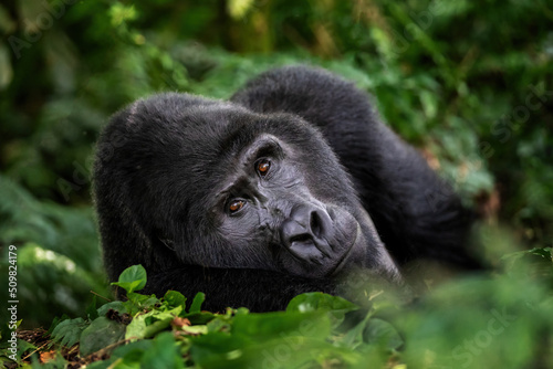 A large silverback mountain gorilla, gorilla beringei beringei, lies in the undergrowth of the Bwindi Impenetrable forest, Uganda. © Rixie