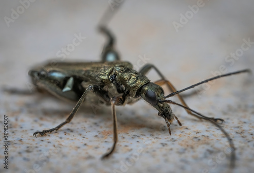 Here are quite a few examples of the photos i have taken of insects and amphibians while trying out macro photograph.  © joe