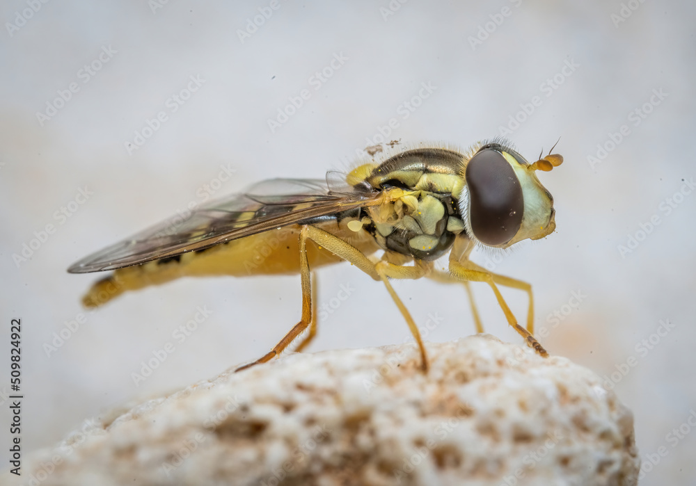 Over the last few months I have been trying out macro photography in which my lens has to be no further than 10 cm away from my subject. Over the last few months I have been trying out macro photography in which my lens has to be no further than 10 cm away from my subject.
