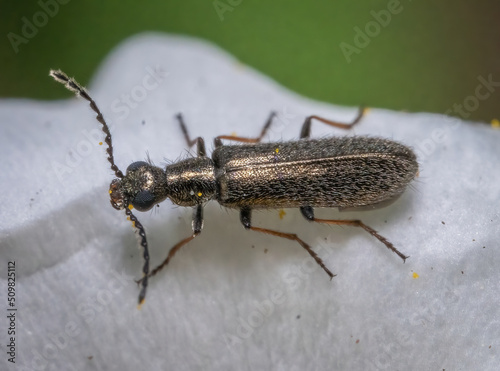 Over the last few months I have been trying out macro photography in which my lens has to be no further than 10 cm away from my subject.