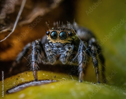 Over the last few months I have been trying out macro photography in which my lens has to be no further than 10 cm away from my subject. © joe