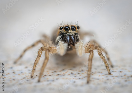 Wallpaper Mural Over the last few months I have been trying out macro photography in which my lens has to be no further than 10 cm away from my subject. Torontodigital.ca